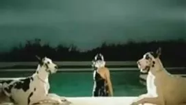 Počevši sisati tub p ...